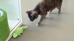 Watch SmartyKat Cruzin' Critter Electronic Motion Toy on Amazon Live