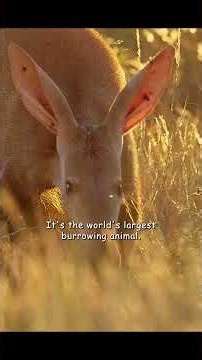 A prolonged drought and food shortages have taken a heavy toll on them. #wildlife #animals