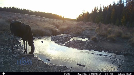 The Moose are in the Rut. | Help Alberta Wildies Society