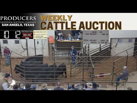 Texas Cattle Market: Live at Producers Livestock Auction Company | Feb 26, 2026