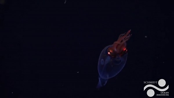 Deep sea squid caught on camera for the first time in ‘history-making sighting’