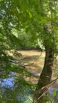 The Battle of Musgrove Mill State Historic Site