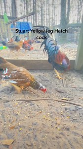 Another one of favorite crosses Ylh x Roundhead never fails 👌💯 #explorepage #roosters #gamefarm #gallos #chickens | Kenzie Gamefowl Farm