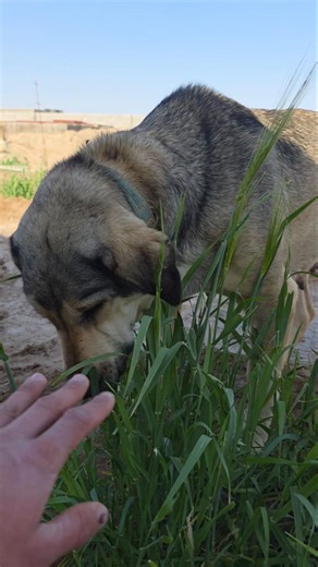 The giant dog is about to give birth!! 😍🔥