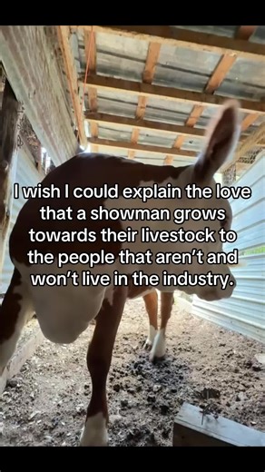 Understanding the Bond Between Showmen and Livestock