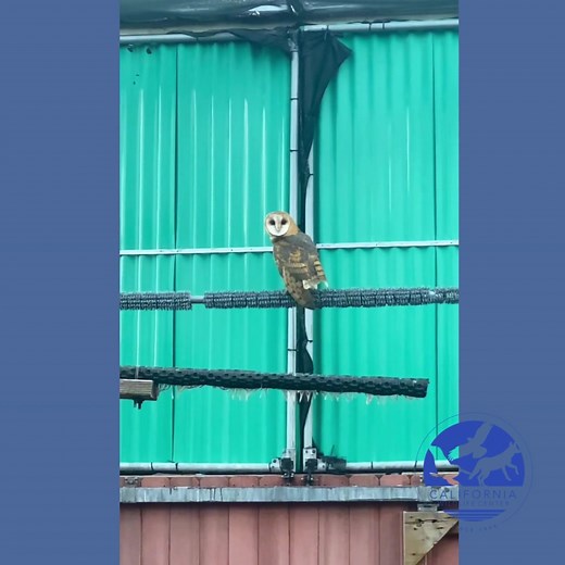 35 reactions · 5 comments | Every animal that comes to CWC receives a thorough exam. Dr. Purdin is ensuring that there are no internal or skeletal issues and checking this Barn Owl's general body condition and mobility. A plan for rehabilitation will be developed and the bird will be reassessed regularly. | California Wildlife Center | Facebook