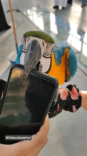 Camera Under Attack! 😆🐦#birds #macaw #macawbird #parrot #macawparrot #birdlovers #parrots