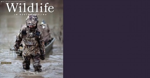 The latest issue of Wildlife in North Carolina magazine features an informative story on the North Carolina Bird Atlas, a statewide community science project to map birds during the breeding and wintering seasons. Read it for free (and subscribe) at: http://bit.ly/2LThnOR | NC Wildlife Resources Commission