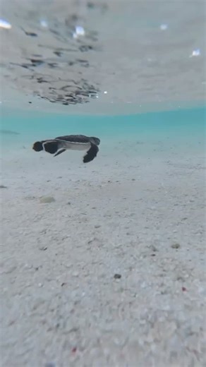 Heron Island | "I couldn't believe my eyes... I thought the turtle just vanished!" 👀⁠ ⁠ It wasn't until @will___cronin reviewed the footage that he... | Instagram