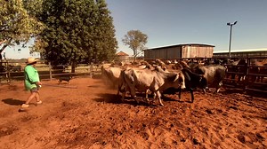 Bull testing is an essential practice to ensure that bulls of sound structure and fertility are being utilised in herds. Watch as the bulls at Katherine Research Station are tested by our local vet ahead of the annual online bull sale. Each animal is tested for temperament, motility, morphology and structural integrity. For more infromation about bull breeding soundness evaluations click here https://futurebeef.com.au/knowledge-centre/bull-breeding-soundness-examination-bbse/ | FutureBeef