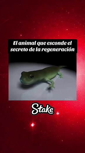 Las salamandras y su sorprendente poder de regeneración