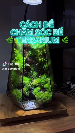 Cách chăm sóc bể Terrarium Nhiệt độ: tối ưu 25-27 độ (lưu ý nhiệt độ trong bể sẽ có độ chênh lệch với nhiệt độ xung quanh - nóng hơn vài độ) do đó nên để bể ở khu vực mát mẻ 🍃 Thời gian bật đèn tối ưu: 4-6 tiếng 1 ngày Xịt ẩm: luôn giữ cho môi trường ở 1 độ ẩm nhẹ nhất định bằng cách quan sát bề mặt lá hoặc rêu và xịt ẩm nhẹ khi cây có dấu hiệu khô/héo. LD Aquarium 🐟 Đối tác đáng tin cậy của bạn trên hành trình tìm cái đẹp giản dị trong cuộc sống! 🌊🤝 Chi tiết đặt hàng xin liên hệ: ☎️ 0936086