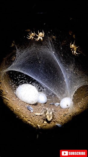 A micro camera on a spider reveals the hidden underground world. 🕷️📷Tiny creature. Massive hidden