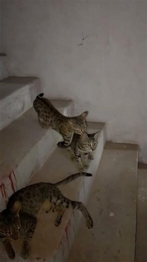Male Cat Trying to Mate but Female Cat Escapes 😂 | Funny Cat Behavior