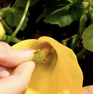 56K views · 224 reactions | Easy garden hacks for lush harvest! | Green Bean | Facebook