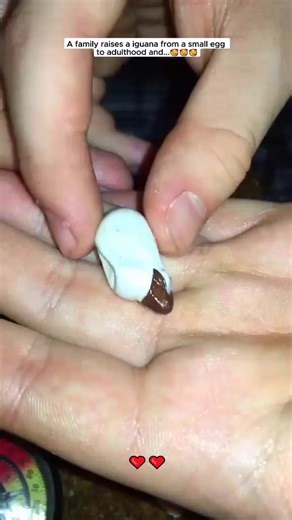 70K views · 3.2K reactions | A Familly raises a Iguana from a Small egg to Adulthood and ... 殺殺殺 #iguana #babyiguana #gecko #cute #animals #cuteanimals #fyp #viral #virals #viralshort | Cute Animals | Facebook