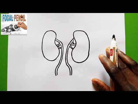 Learn how to draw KIDNEY - SUPER EASY