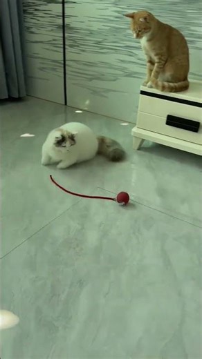 🐦Flapping Bird Cat Toy for Endless Fun!🐱#CuteCat#FunnyCats#CatLovers