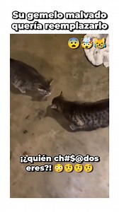El michi y su gemelo malvado 😨🤯😹💖 #reels #meme #humor #memes #gato #cat #michi #gatos #cats #michis #catlover #catsvideo #reelsvideo #reelsinstagram #reelsfacebook #random #gatoslindos #gatosdivertidos | Pato Chamoy