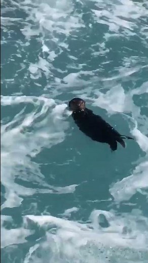 Hilarious Otter Yells "Hello" at Photographer! #Otters #Shorts