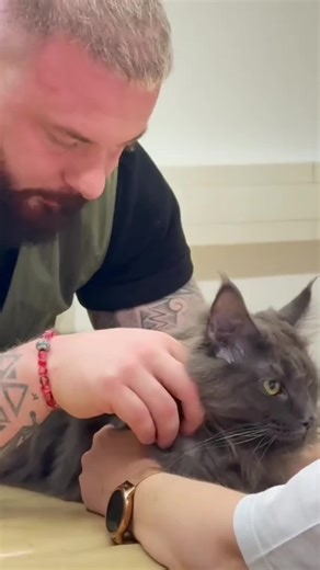 Understanding Back Pain in Cats