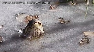 CHECK OUT THESE... ICE GATORS? 🐊 Just incredible! Experts at Shallotte River Swamp Park say the alligators stick their nostrils out of the water and hold it to breathe -- even if the water ices over! -- and go into "a state of brumation." http://on.wtsp.com/2CWbHTV | 10 Tampa Bay