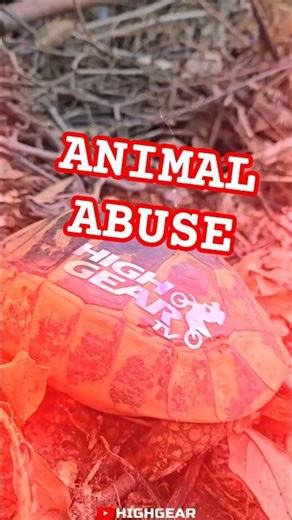 Motorcycle Turtle Making High Moves - New HighGear Crew Member