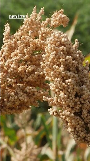 Farmer Bridge Payment Details