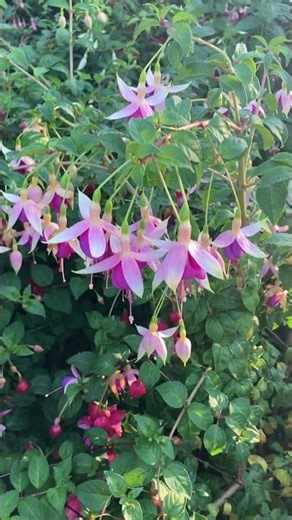 Fuchsia 💕 #fuchsias #fuchsiashorts #gardening #garden #flowers #plants #spring #summer #fall #autum