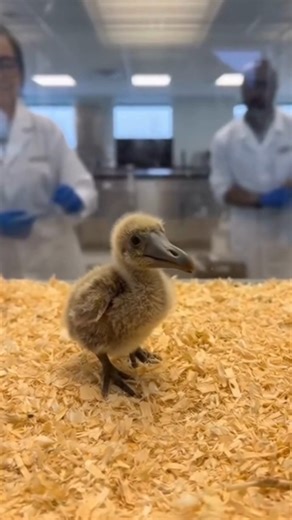 Blue Ridge Breaking News on Instagram: "A Blue Ridge biotechnology startup, Oops! Cloning & Genetics Research, says it has officially brought the dodo bird out of extinction after releasing footage of what they claim is the first successfully cloned dodo chick hatched in their lab. Researchers say the project began as a “small experimental side study,” though the company now admits they “may have underestimated how far the process would actually go.” State officials have already reached out to t