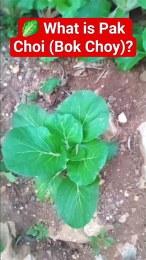 The Underrated Vegetable That Could Save Humanity… So Why Are We Ignoring It?