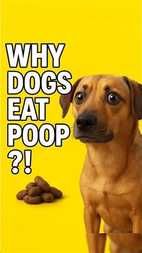 Why Your Dog Eats Poop — The Real Cause !