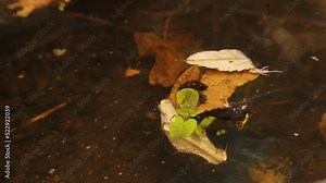 Little creatures live in a pond near a river. Including freshwater snails and Mosquito larvae. Bugs eating organic matter under water. Swamp, Mosquitoes. Wildlife, wild nature, Micro Ecosystem