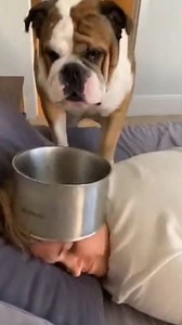 POV: Your Dog Is Stronger Than Your Alarm Clock ⏰🐶😂 #fblifestyle #Bulldog #FunnyDogs #USA #DogComedy #BulldogLife #MorningChaos #PetHumor #ViralDogs #BigDogEnergy | Dog Love