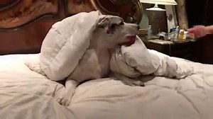 120K views · 797 reactions | In typical Great Dane style, Max the Great Dane refuses to even discuss getting out of the cozy bed. :D | Rumble | Facebook