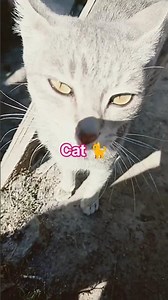 Cat sound to attract cats. realistic multiple meows/kitten - funny cats