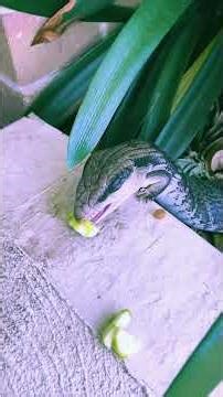 Baby Blue Tongue Loves Cucumber!😋#bluetonguelizard #australianwildlife #cute