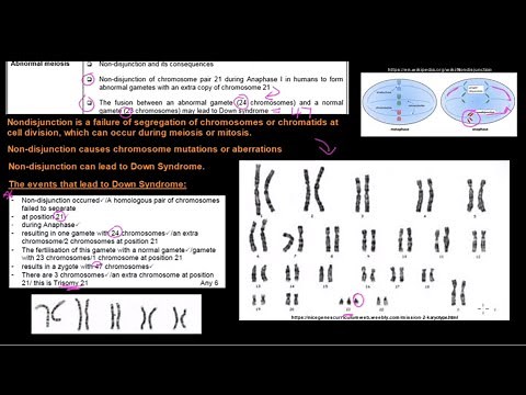 Grade 12 Life Sciences Meiosis Part 3