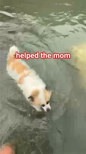 my dog helped the mom #dogshorts #doglife #charle #entertainment