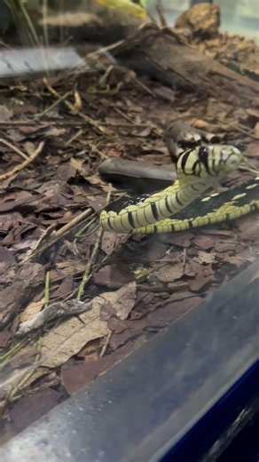 Yellow Rat Snake (Caninana) at Instituto Butantan #butantan #snake