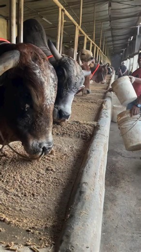 Mashallah biggest cow fattening #cow #fattening #eating #food #bullfarm #viral #shorts