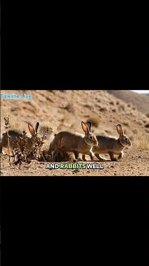 How 24 Rabbits Became Billions #australia #rabbits #historyshorts #wildlife #facts #shorts