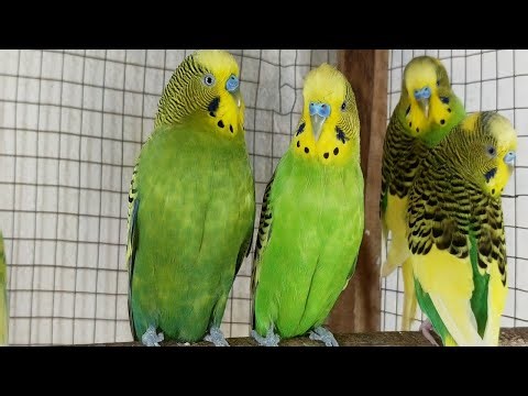 3 Hours of Happy Budgie Sounds: Cheerful Parakeet Chirps to Entertain Your Sad Budgies