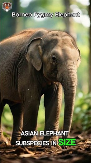 Borneo Pygmy Elephant 🐘 #ytshorts #animals