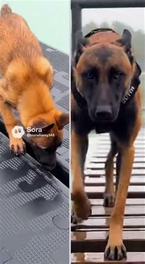 “LEVEL 5… THE PUPPY WASN’T READY 😳🐕‍🦺”