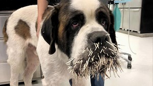 Prickly Problem: Dog Gets a Mouthful of Porcupine Quills