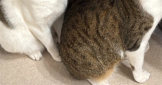 【画像】パネルヒーターを出したら...⇒猫たちのリアクションが「相当厳しい視線」と反響