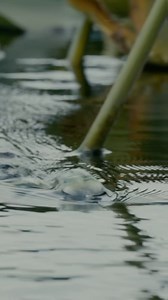 ROLL through the thick stuff. Introducing the Snag Proof Zoo Wake— a hollow-body topwater original that blends a frog profile with wakebait. 💨 Slow-roll it for a wide, rolling wake ⚡️ Speed it up for aggressive, topwater disruption 🌿 Weedless design dominates mats, pads, and cover This isn’t a frog. This isn’t a swimbait. It’s the Zoo Wake. Let it ROLL. #SnagProof #ZooWake #LetItRoll #TopwaterFishing #Wakebait #FrogFishing #BassFishing #FishingAddict #SurfaceStrike | Snag Proof Lures