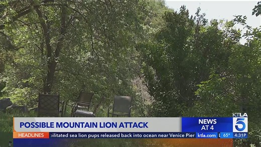 Oak Glen woman fears her large mastiff was attacked, taken by mountain lion