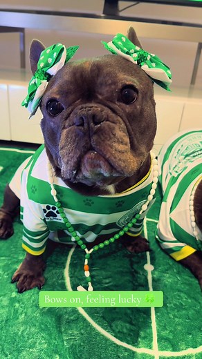 Celtic Fans Showcase Adorable Bows for Mascots